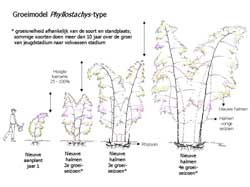 Het groeimodel van een hogere bamboeplant; na aanplant worden jaarlijk hogere en dikkere nieuwe halmen gevormd en ondergronds wordt hard gewerkt aan een groter wortelstelsel waarbij in het najaar de aanzet voor de scheuten van het opvolgende jaar aangemaakt worden