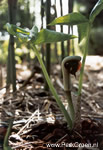 Arisaema ringens