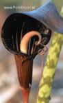 detail bloeikolf Arisaema speciosum