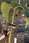 Arisaema speciosum, foto gehele plant, bloem + blad