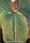 Detail van het blad van Arisaema speciosum. Let op de rode bladrand