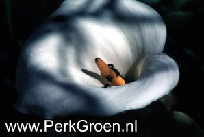 Zantedeschia aethiopica Crowborough detal bloeiwijze