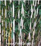 Fargesia robusta, detail halmen