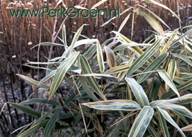 Een berijpte Hibanobambusa tranquillans Shiroshima mid-winter levert een fraai kleurconstrast op met de bruine omgeving.
