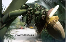 zijaanzicht van de bloei&deg;wijze met kransen nieuwgevormde bananen en duidelijk zichtbaar de buisbloemen