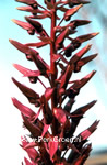 Bloeiwijze Melianthus major