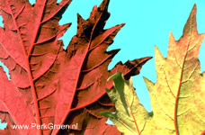 detail vertanding bij een blad van Rheum palmatum Atrosanguineum