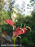 Rheum palmatum Atrosanguineum detal bloeiwijze
