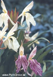 Roscoea Beesiana, Tibetaanse gemberorchidee