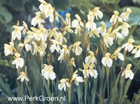 Roscoea cautleoides, geel bloeiende gemberorchidee