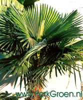 Een 10 jaar oude Trachycarpus fortunei in de volle grond bij De Groene Toko