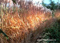 Miscanthus Malepartus in nazomerkleed