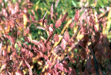 Uniola latifolia
