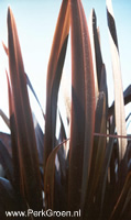 De fraai gekleurde bladeren van Phormium tenax Atropurpureum