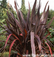 Habitus van Phormium tenax Atropurpureum