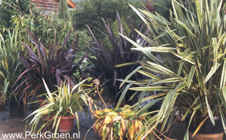 Collectie Phormiums van de Groene Toko