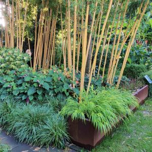 Bamboe siergras exoten showtuin collectie botanische tuin