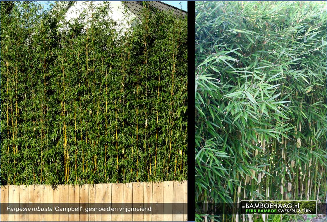 Fargesia robusta Campbell gesnoeid en vrijgroeiend www.bamboehaag.nl