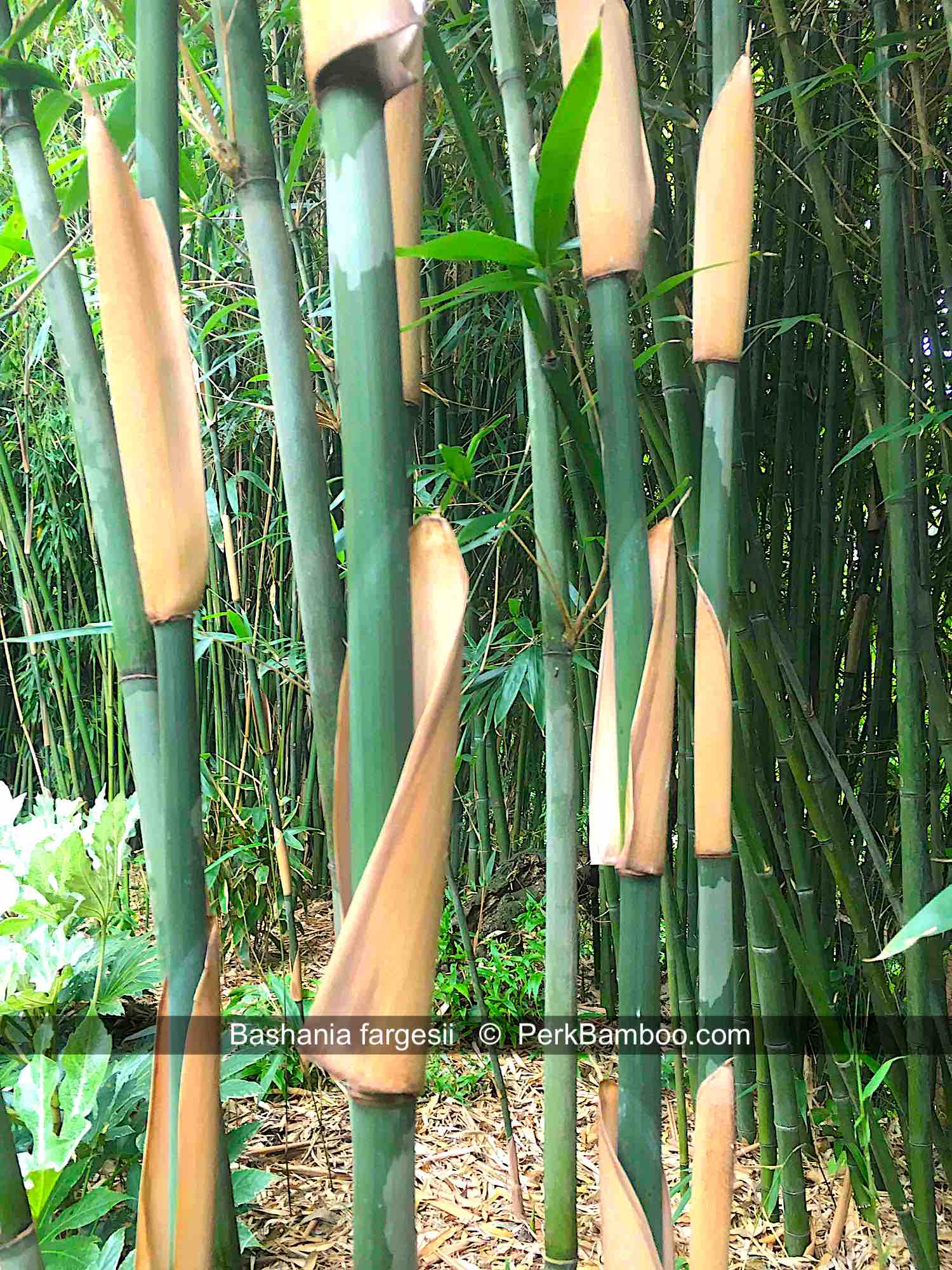 Bashania fargesii 2 PerkBamboo com