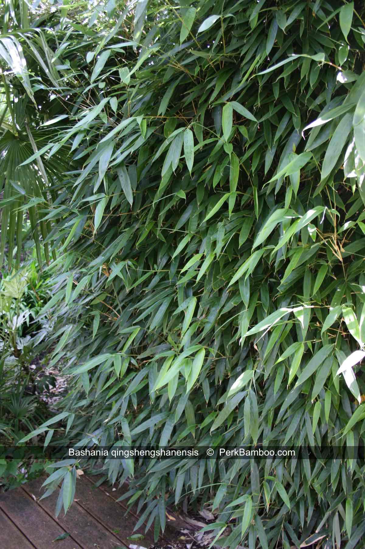 Bashania qingshengshanensis 1 PerkBamboo com