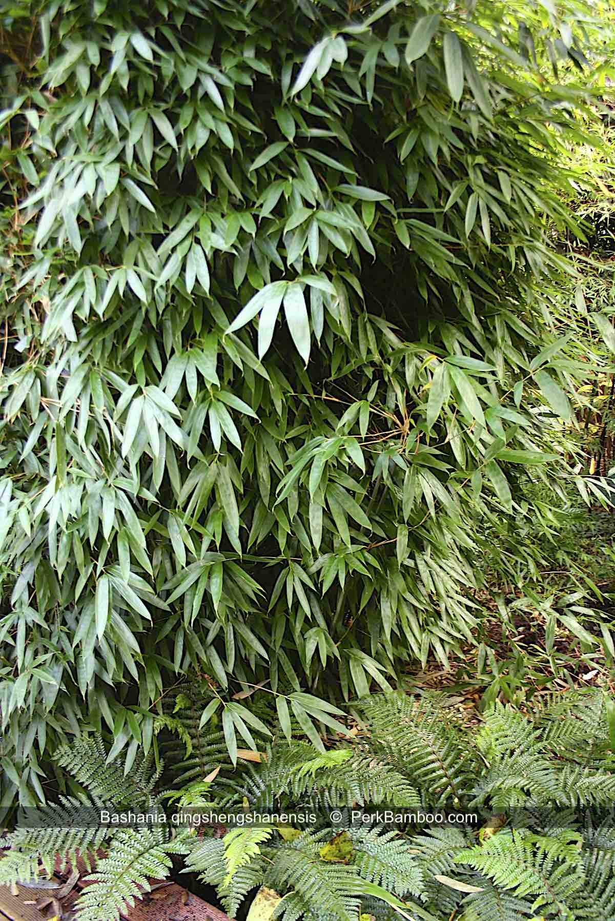 Bashania qingshengshanensis 2 PerkBamboo com