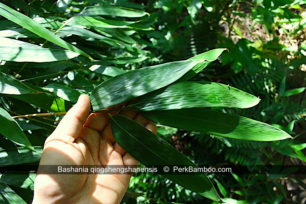 Bashania qingshengshanensis 3 PerkBamboo com
