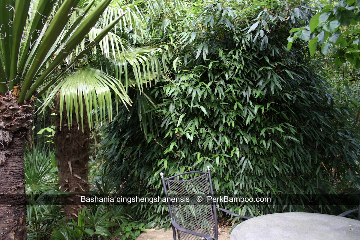 Bashania qingshengshanensis 4 PerkBamboo com