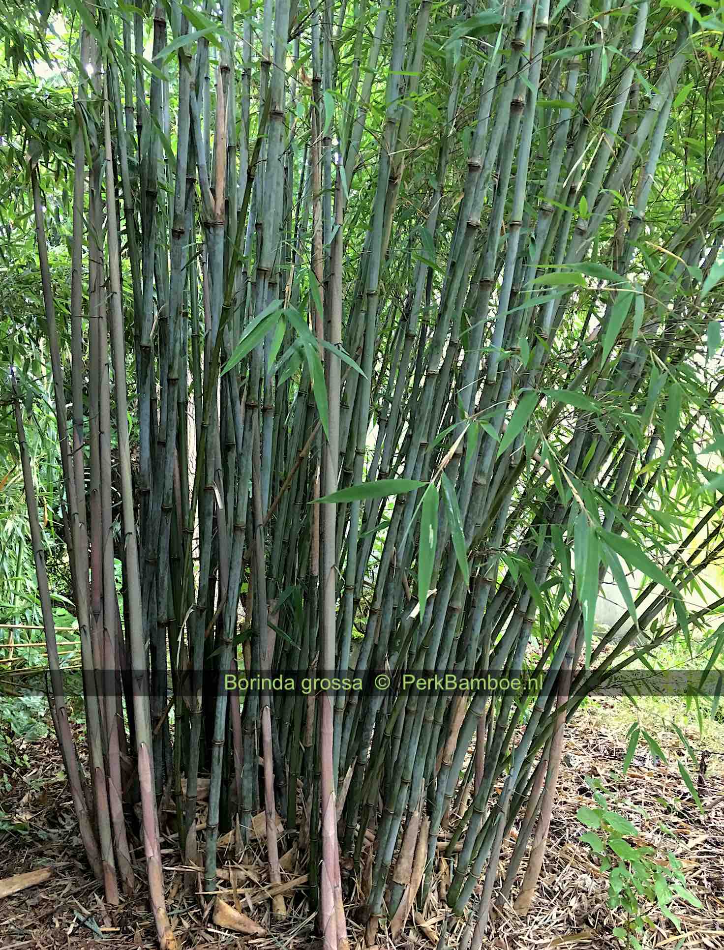 Borinda grossa KR 5931 PerkBamboo com