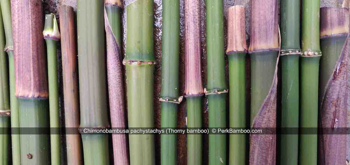 Chimonobambusa pachystachys 2 PerkBamboo com