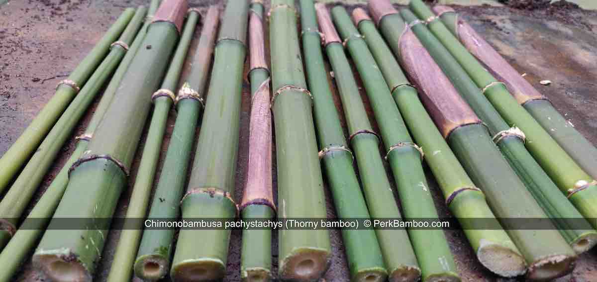Chimonobambusa pachystachys 7 PerkBamboo com