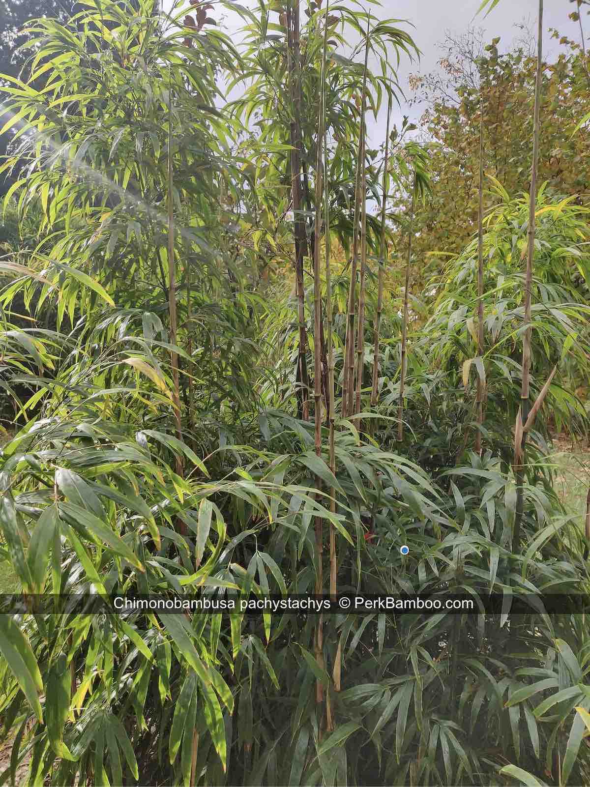 Chimonobambusa pachystachys 8 PerkBamboo com