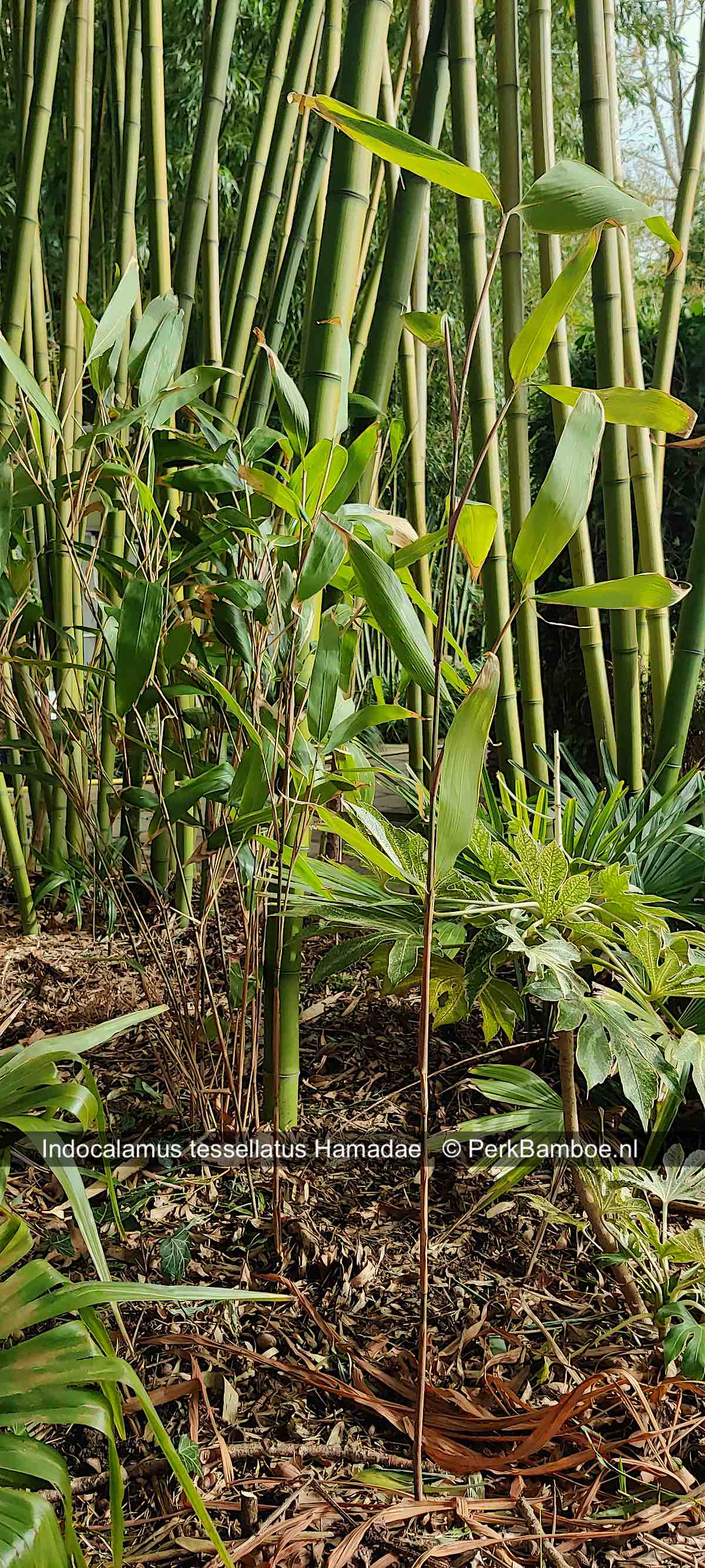 Indocalamus tessellatus Hamadae PerkBamboe nl kopie