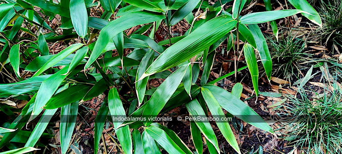 Indocalamus victorialis 2 PerkBamboe nl