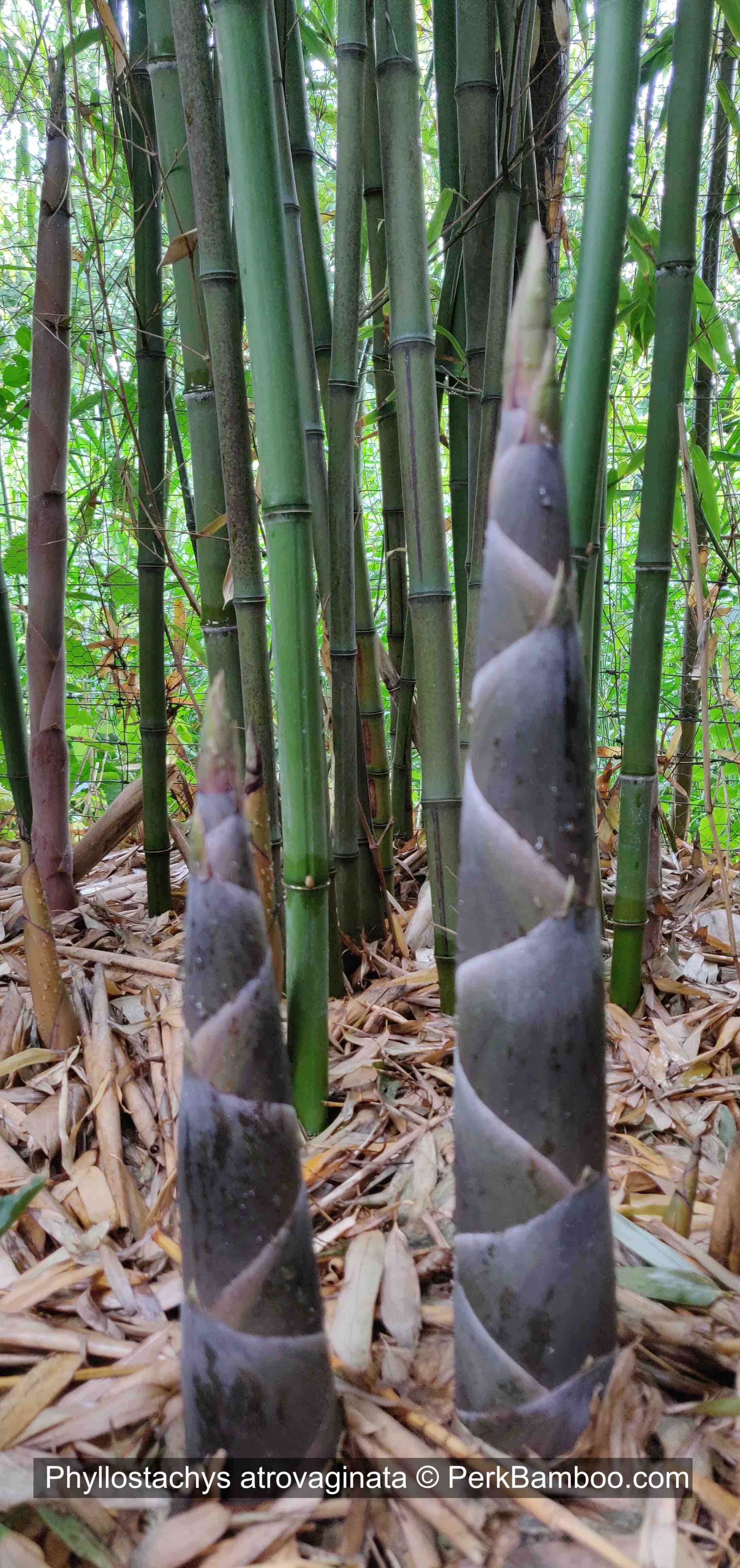 Phyllostachys atrovaginata new shoots copyright PerkBamboocom