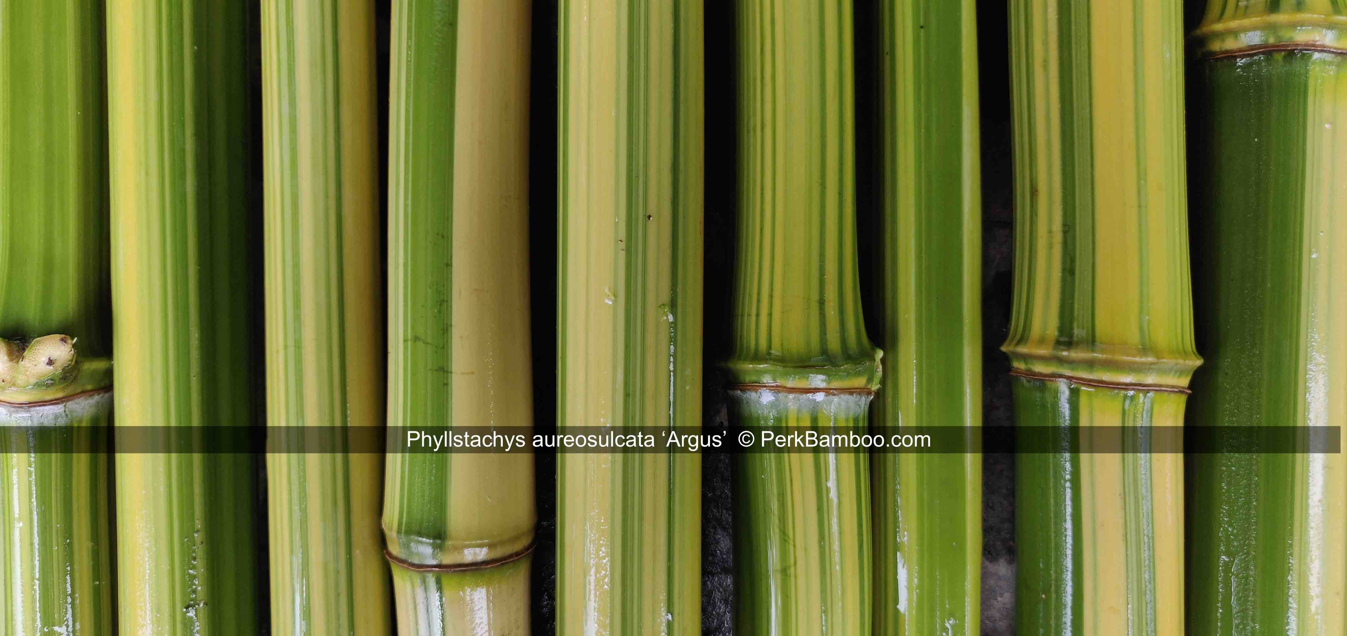 Phyllostachys aureosulcata Argus 9 PerkBamboo com