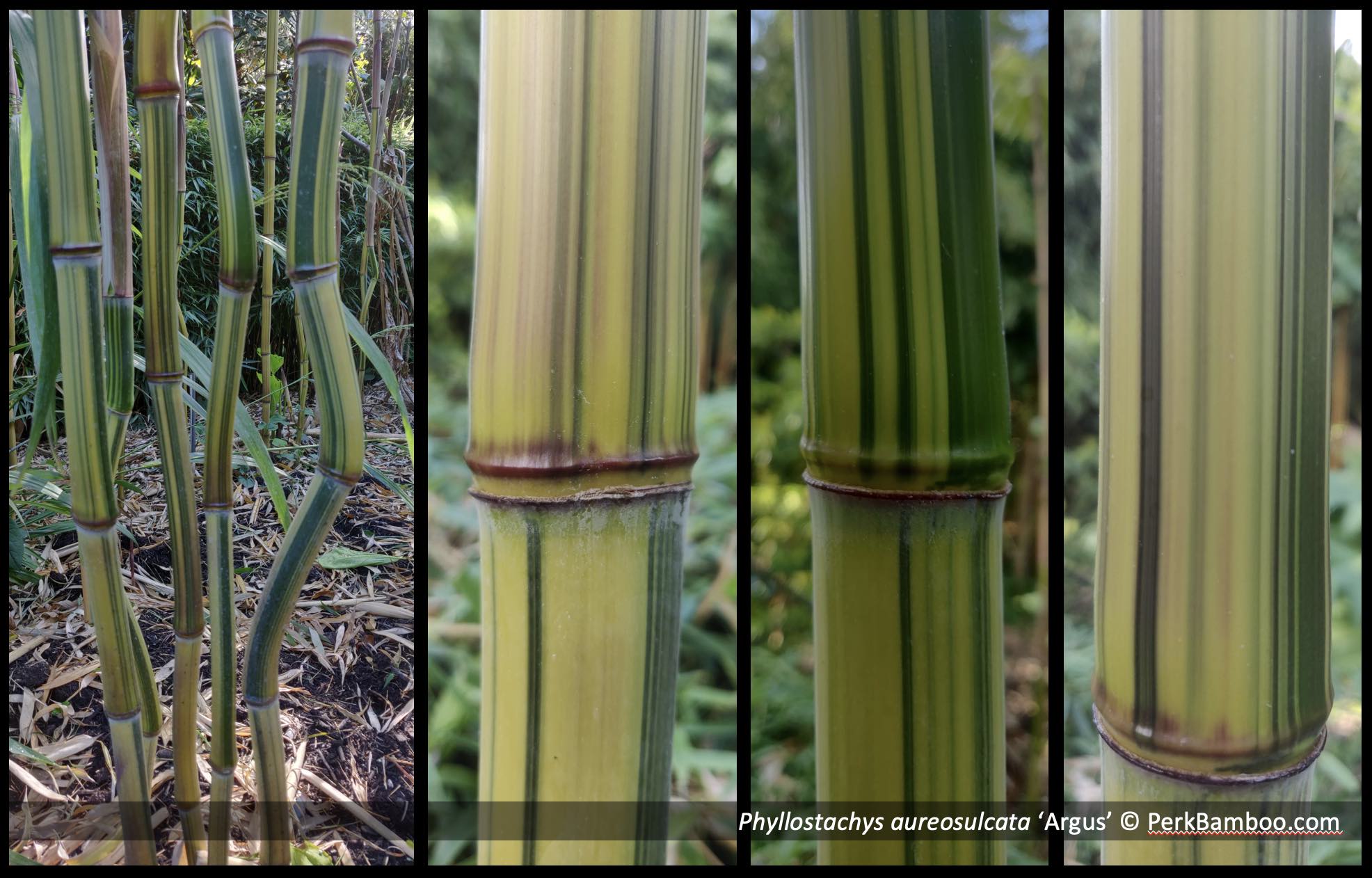 Phyllostachys aureosulcata Arugus copyrights wwwPerkBamboocom