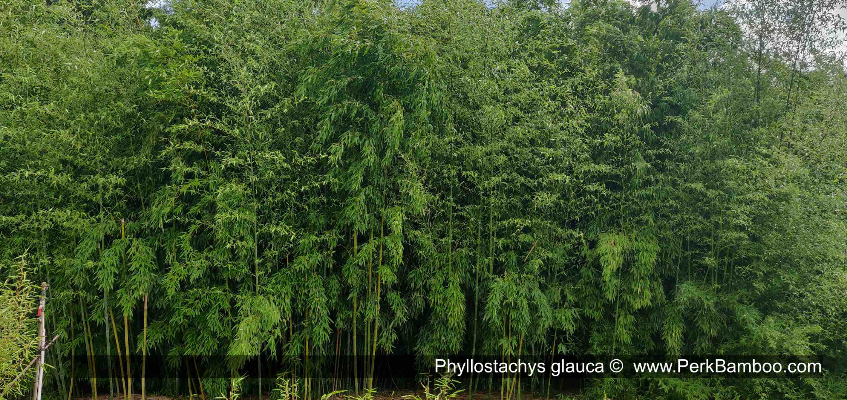Phyllostachys glauca Copyright wwwPerkBamboocom