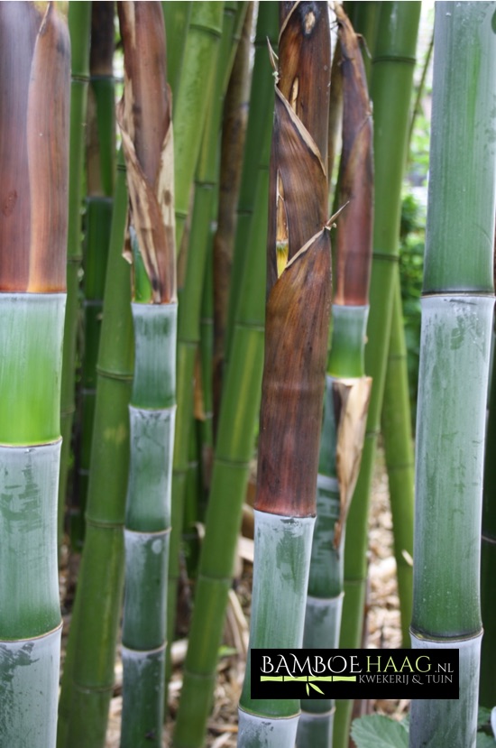 Phyllostachys incarnata 1 bamboehaag nl