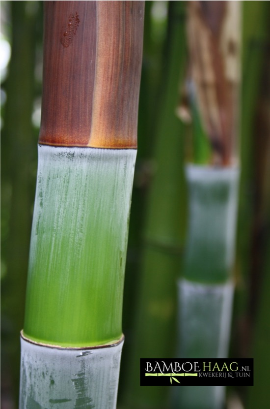 Phyllostachys incarnata 2 bamboehaag nl