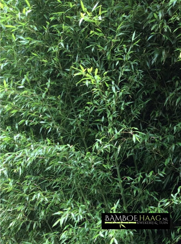 Phyllostachys incarnata 3 bamboehaag nl