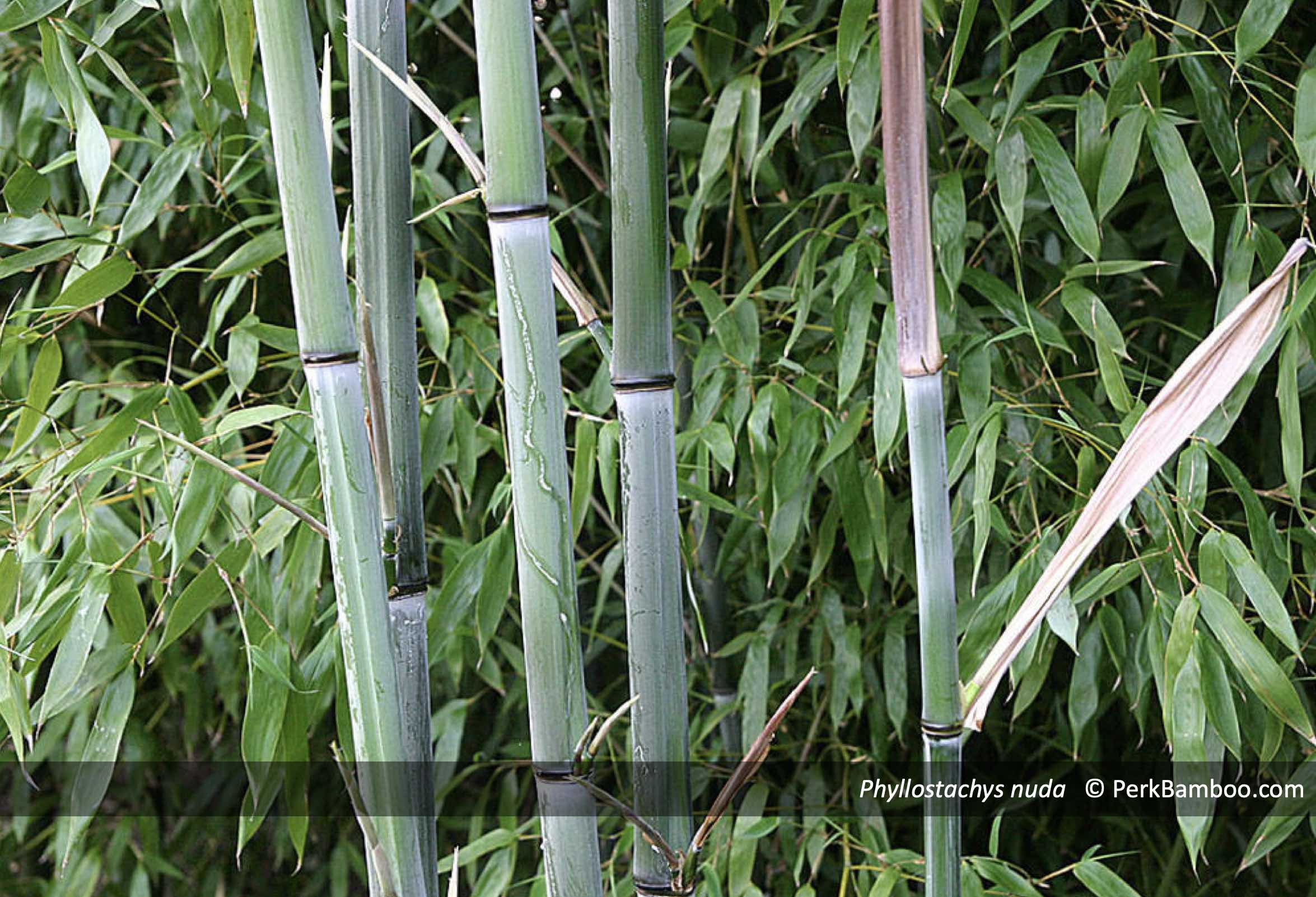 Phyllostachys nuda nieuwe halmen Copyright PerkBamboo com