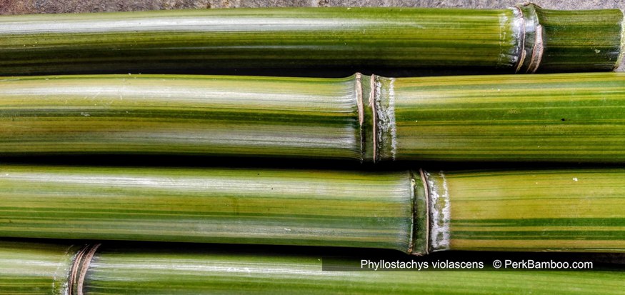Phyllostachys violascens 2 PerkBamboo com