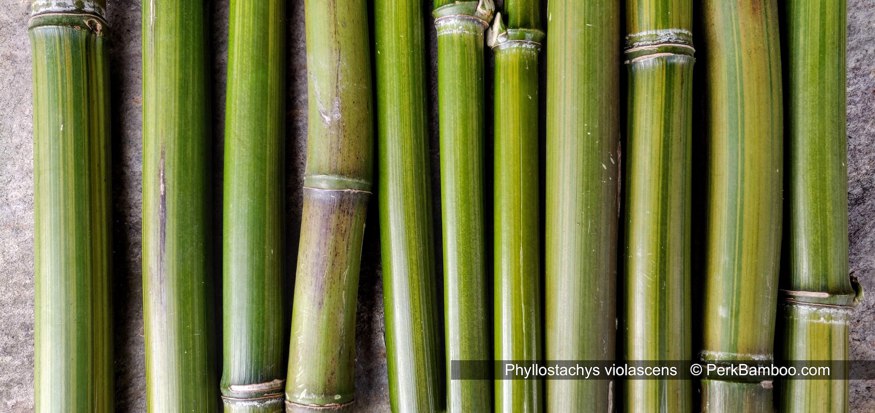 Phyllostachys violascens PerkBamboo com