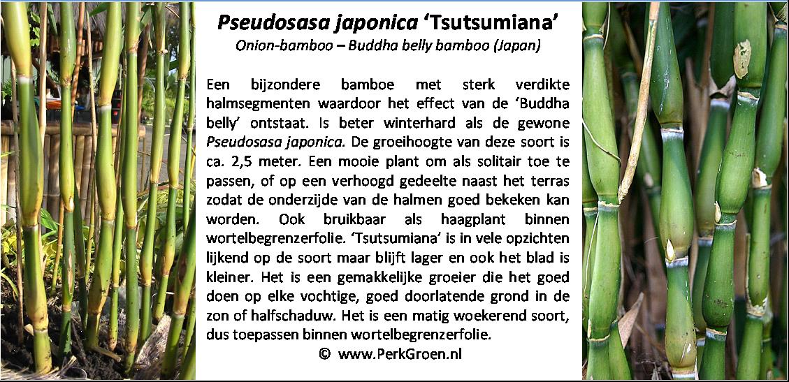 Pseudosasa japonica Tsutsumiana