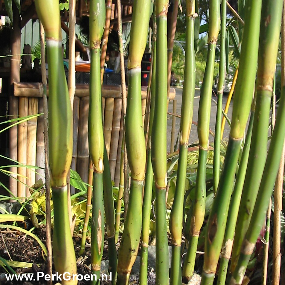 Pseudosasa japonica Tsutsumiana GROOT copyright wwwPerkGroen