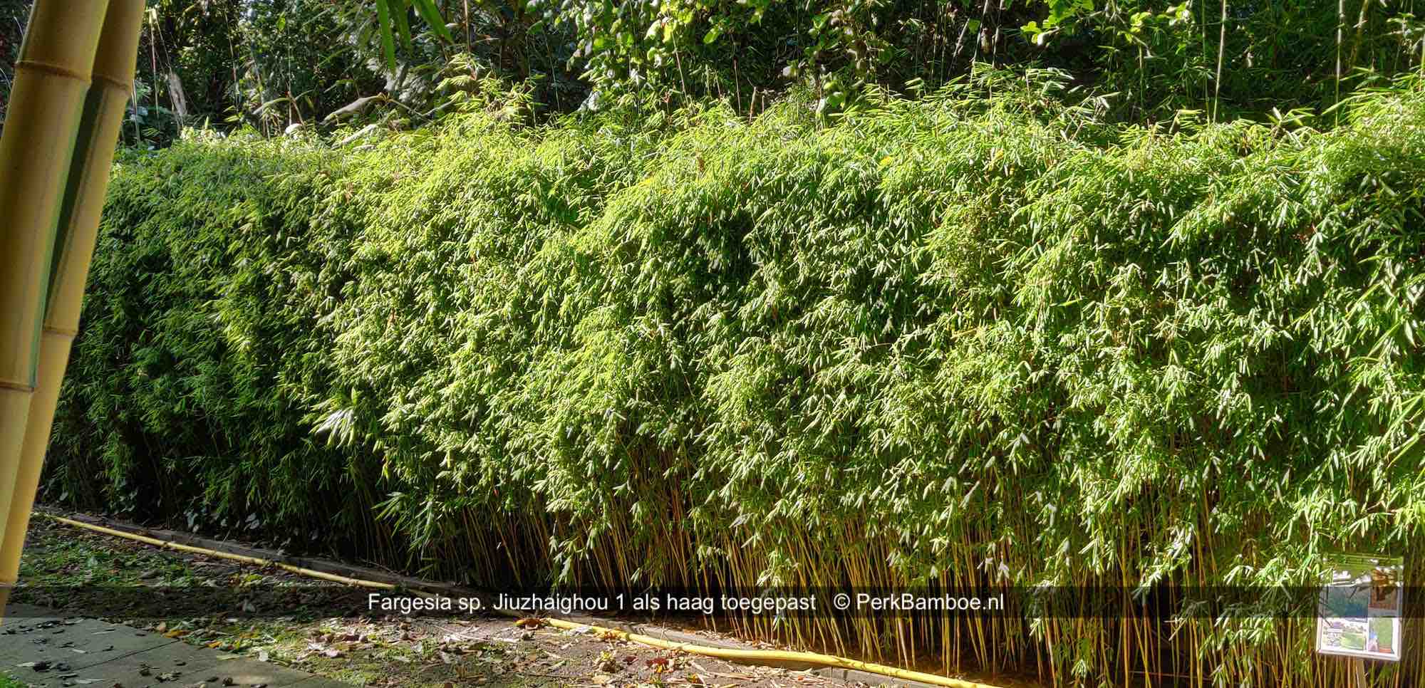 bamboehaag met Fargesia sp Jiuzhaigou 1 in de bamboetuin kopie