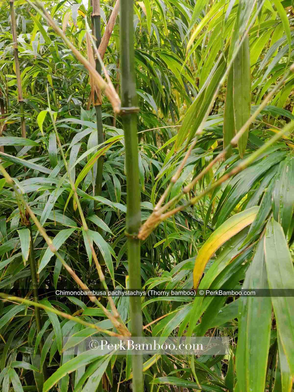 chimonobambusa pachystachys2