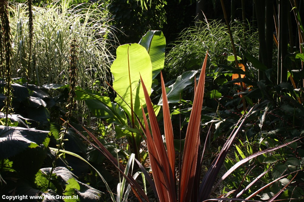 Assortimentstuin in tegenlicht met Cordyline Miscanthus Ensete Ligularia Phyllostachys en Persicaria Copyright wwwPerkGroen