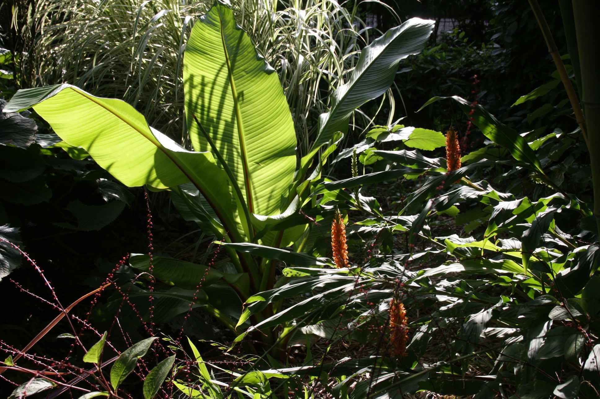 Ensete ventricosum PerkBamboe nl