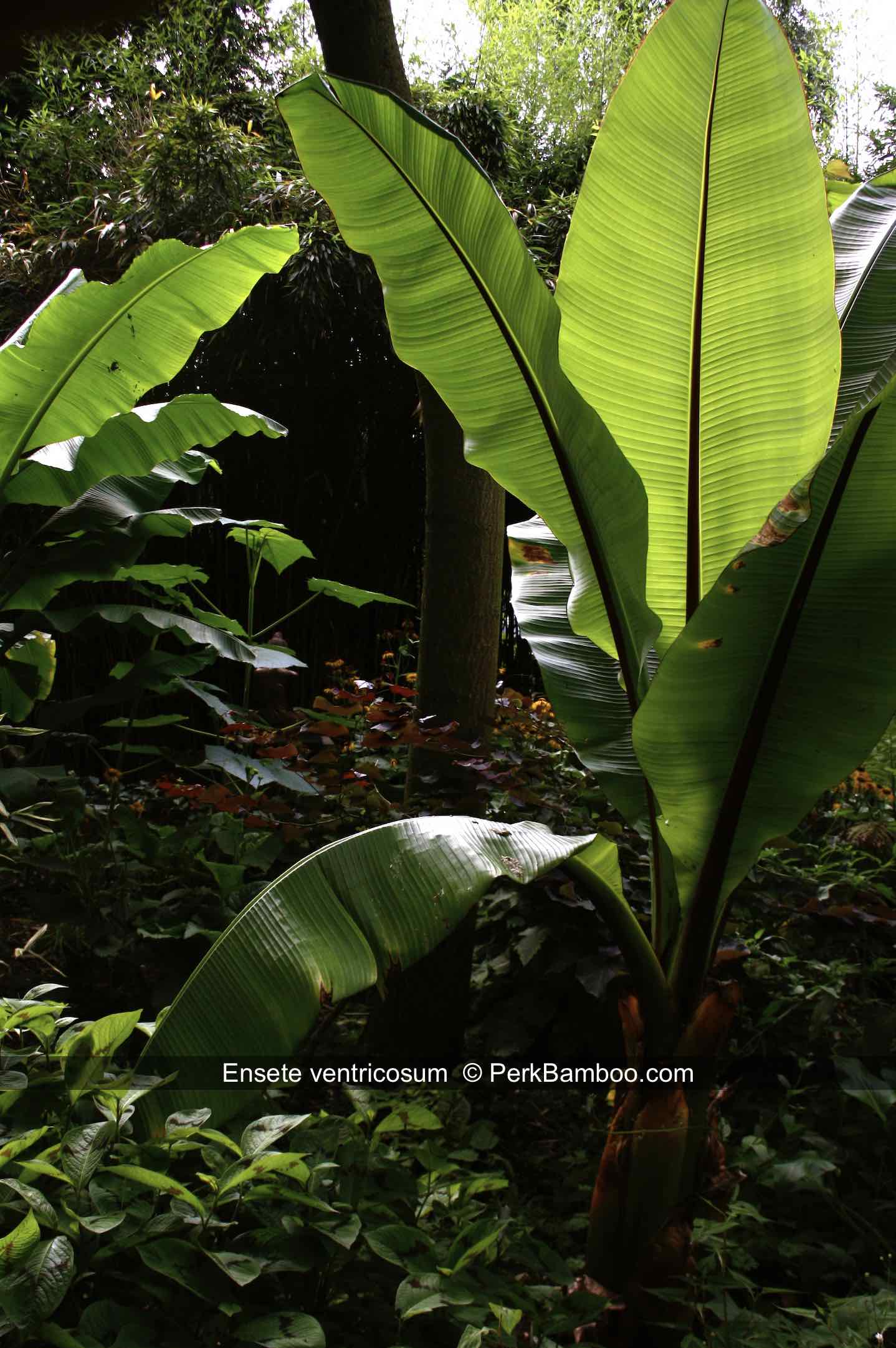 Ensete ventricosum in our garden PerkBamboo com
